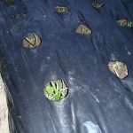 ホウレンソウ　240204